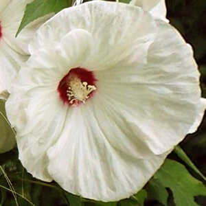 HIBISCUS moscheutos 'Old Yella'