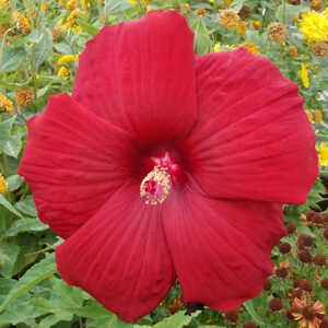 HIBISCUS moscheutos PLANET® Griotte 'Tangri'