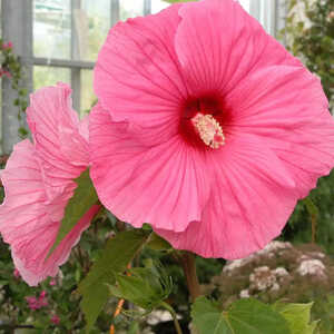 HIBISCUS moscheutos PLANET® Solene 'Tansol'