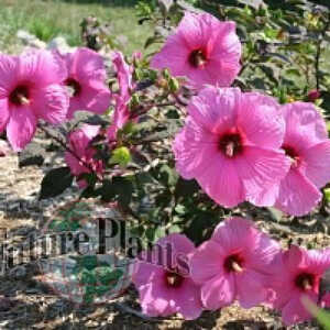 HIBISCUS moscheutos 'Royal Gem'