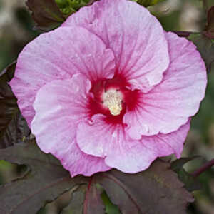 HIBISCUS moscheutos 'Summer Storm'