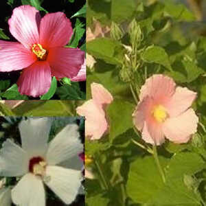 HIBISCUS moscheutos (palustris)