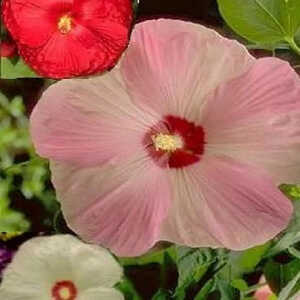 HIBISCUS 'Southern Belle Mixed'