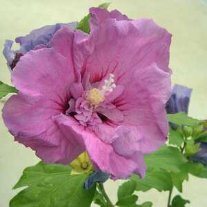 HIBISCUS syriacus ERUPTION®