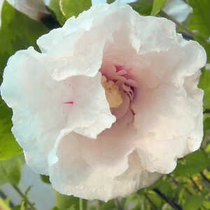 HIBISCUS syriacus FRENCH POINT®