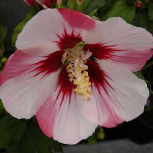 HIBISCUS syriacus 'Hamabo'