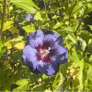 HIBISCUS syriacus 'Ultramarine'