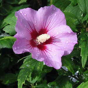 HIBISCUS syriacus 'Woodbridge'