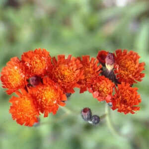 HIERACIUM aurantiacum (Pilosella aurientaca)