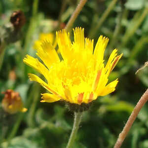 HIERACIUM pilosella (Pilosella officinarum)