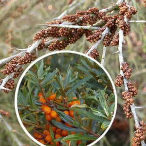 HIPPOPHAE rhamnoides