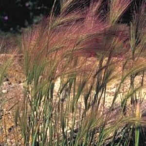 HORDEUM jubatum