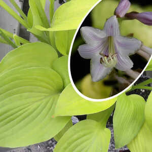 HOSTA 'August Moon'