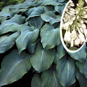 HOSTA 'Blue Angel'