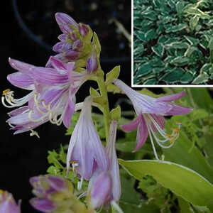 HOSTA decorata var. deco. ('Thomas Hoog')