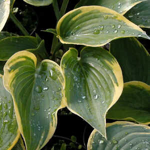 HOSTA 'First Frost'