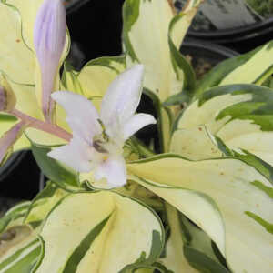 HOSTA 'Fire and Ice'