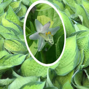 HOSTA 'Gold Standard'