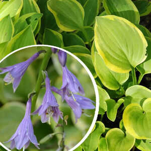 HOSTA 'Golden Tiara'