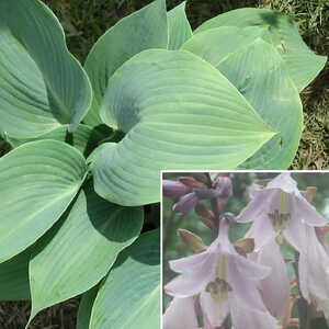 HOSTA 'Halcyon'