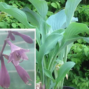 HOSTA 'Krossa Regal'