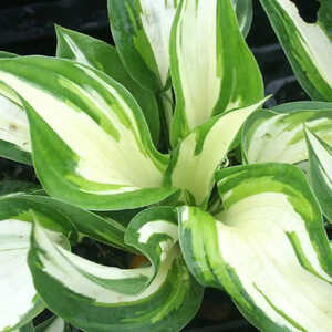 HOSTA 'Loyalist'