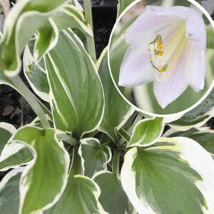 HOSTA 'Minuteman'