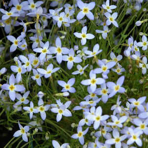 HOUSTONIA caerulea 'Millard's Variety'