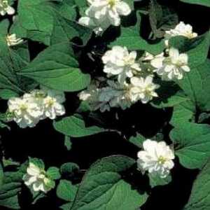 HOUTTUYNIA cordata 'Plena'