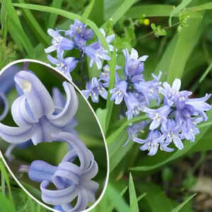 HYACINTHOIDES non-scripta (lot de 10)