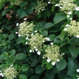 HYDRANGEA anomala ssp. anomala