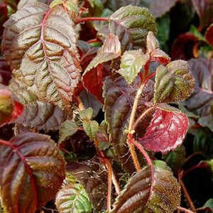 HYDRANGEA anomala 'Winter Surprise'