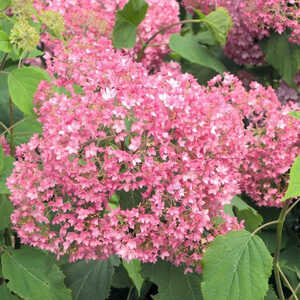 HYDRANGEA arborescens 'Bella Anna'®