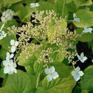 HYDRANGEA arborescens 'Glabrata'