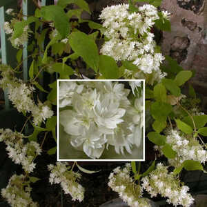 HYDRANGEA arborescens 'Hayes Starburst'