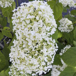 HYDRANGEA arborescens 'Incrediball'®