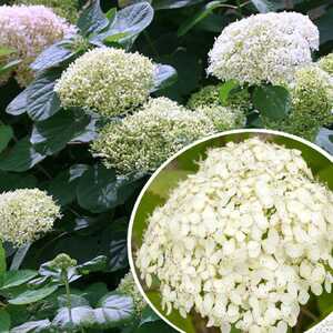 HYDRANGEA arborescens 'Lime Rickey'