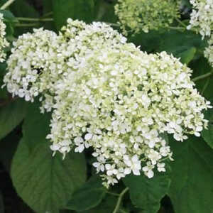 HYDRANGEA arborescens 'Puffed Green'