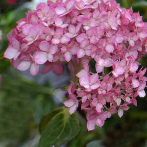 HYDRANGEA arborescens 'Ruby Annabelle'