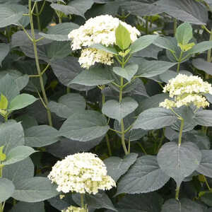 HYDRANGEA arborescens 'Sterilis'