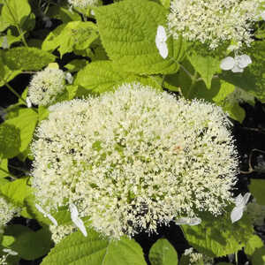 HYDRANGEA arborescens 'White Dome'