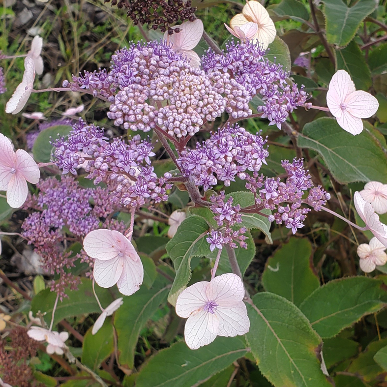 HYDRANGEA aspera 'Chocolate'Â®