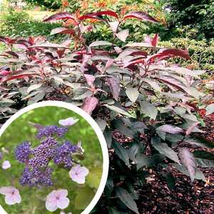 HYDRANGEA aspera 'HOT CHOCOLATE'®