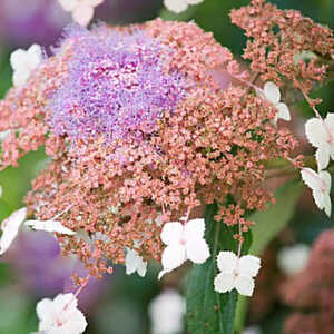 HYDRANGEA aspera 'Kawakami'