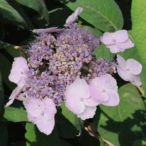 HYDRANGEA aspera 'Mauvette'