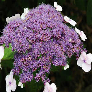 HYDRANGEA aspera subsp. strigosa