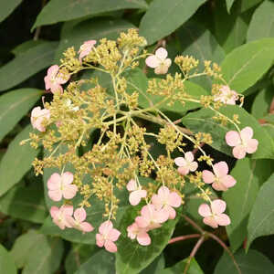 HYDRANGEA heteromalla 'Bretschneideri'