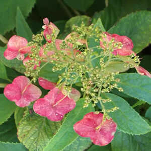 HYDRANGEA heteromalla 'Morrey's Form'