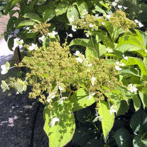 HYDRANGEA heteromalla 'Nepal Beauty'