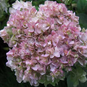 HYDRANGEA involucrata 'Yokudanka'